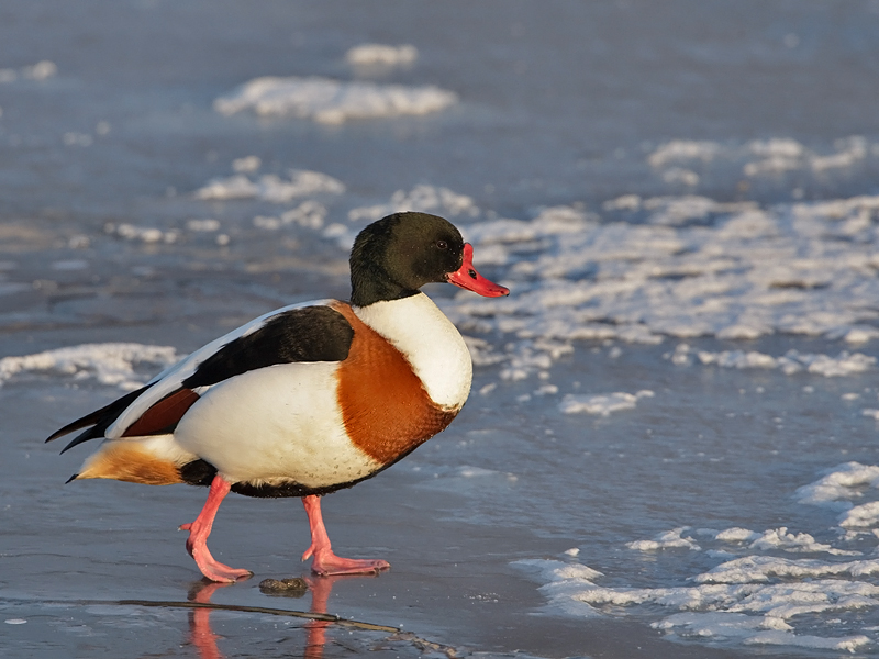 Tadorna tadorna Bergeend Common Shelduck